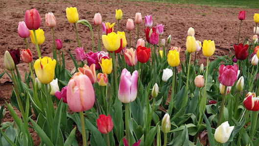 Blumen Garten
