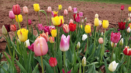 Blumen Garten