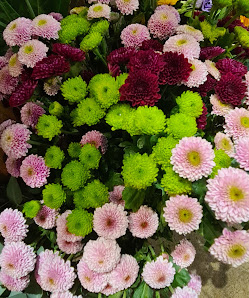 Blumen Hammer, Koblenz