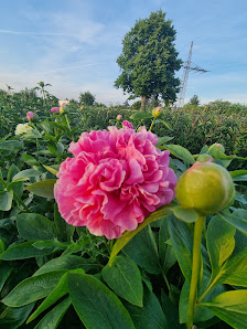 Blumen zum Selbstschneiden