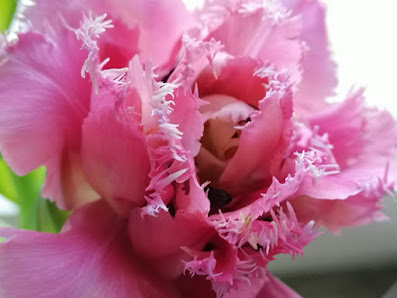 Christoph van de Gey - Blumen