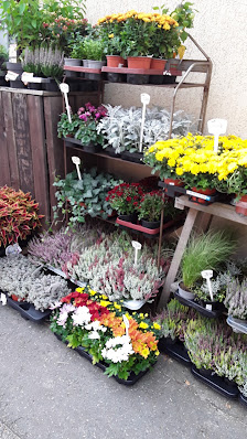 Annett Tuchscheerer Floristik-Gänseblümchen