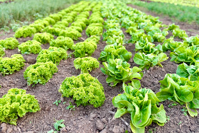 Gartenbaubetrieb Gerd Bräuer