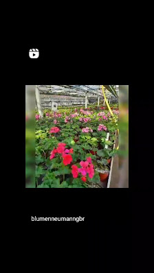 Blumen-Neumann GbR