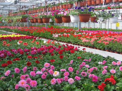 Blumen-Neumann GbR