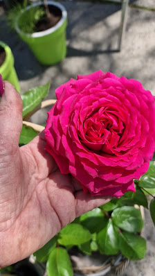 Blumenhaus Pilz