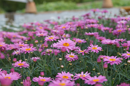 Gartenbau und Floristik Göhlich