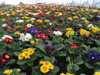 Blumenhaus Präkelt