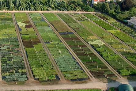 Sämann Pflanzenkontor GmbH