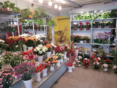 Blumengeschäft Schneider Inh.Veronika Ball