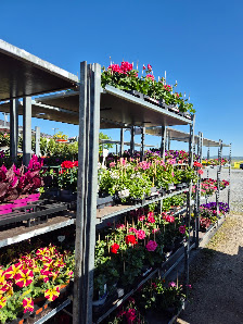 Blumen und Pflanzenmarkt Sonja Ober