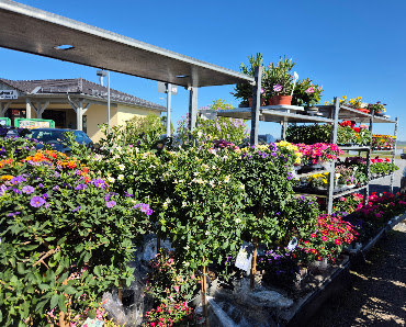 Blumen und Pflanzenmarkt Sonja Ober