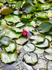 Gartenteich-Center Knut Hellner