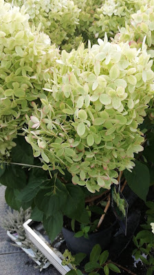 BlumenEck Rahmig