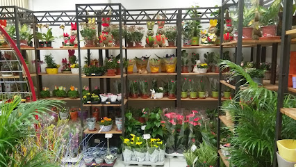Blumen Wandel