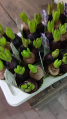 Blumen Fiedler