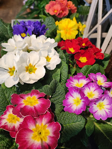 Blumengeschäft Sonnenblume