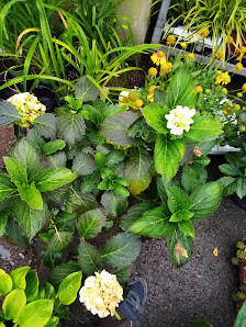 Schuster Gartenbau