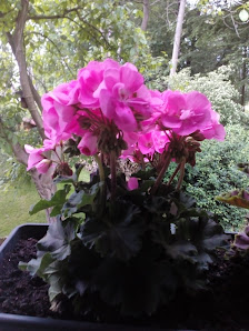 Blumen u. Pflanzenhof Thiele