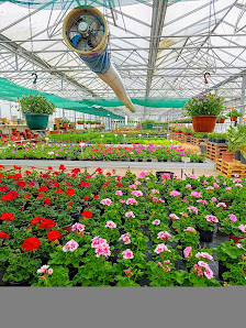 Glücksklee Blumen Gartenbau Verkaufsgärtnerei