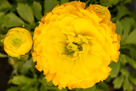 Blumenhaus & Gärtnerei Staudt