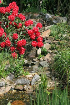 Rhododendron Strauss