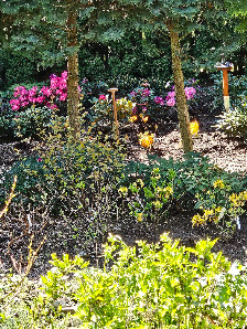 Rhododendron Strauss