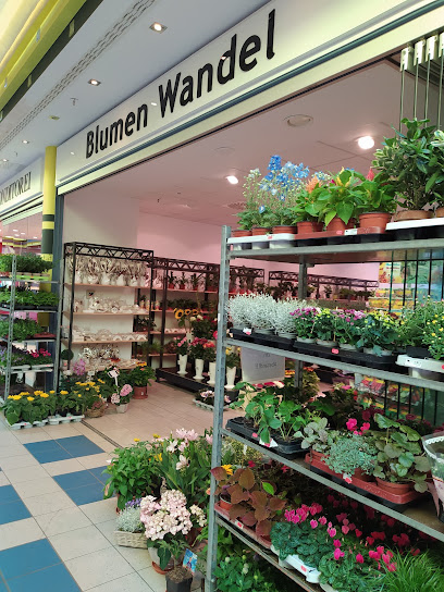 Blumen Wandel