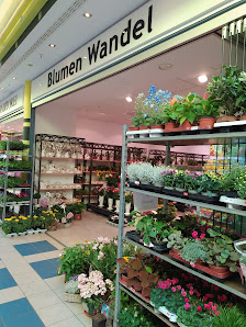 Blumen Wandel