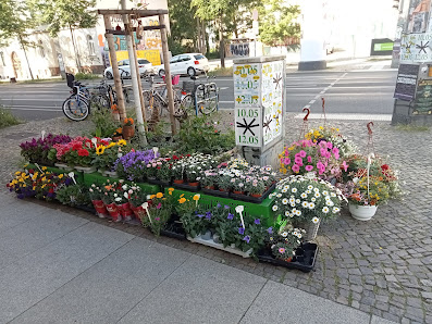 Blumenshop Vergissmeinnicht