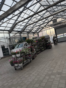 Blumenland Jasmin