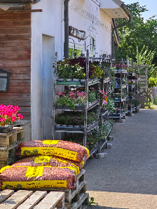 Blumen Godejohann Norddorf