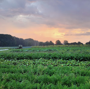 Gemüsegärtnerei Breklingfeld