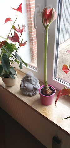 Blumen Manke