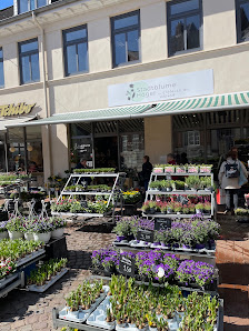 Stadtblume Höger