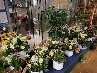 Blumen Kunert