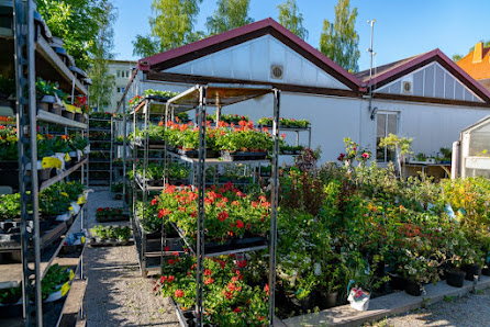 Blumen Marr