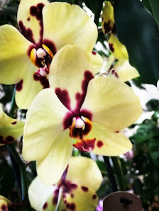 Blumenladen Blumenstiel