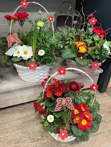 Blumen Edelweiß Rudolstadt