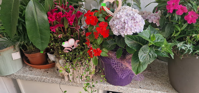 Blumen Für Jeden Anlass