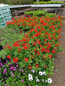 Blumenwerkstatt Marienthal, Gärtnerei Möller