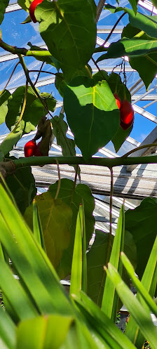 Eugen Wallendorf