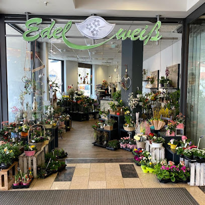 Blumen Edelweiß