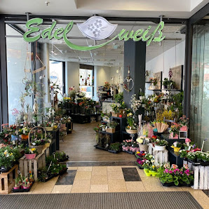 Blumen Edelweiß