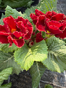 Gemüseproduktion Kulkwitz Gartenbaubetrieb Feldmann