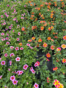 Gemüseproduktion Kulkwitz Gartenbaubetrieb Feldmann