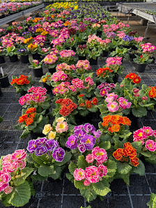 Gemüseproduktion Kulkwitz Gartenbaubetrieb Feldmann