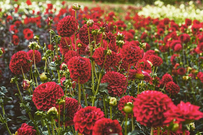 Gartenbau und Blumengeschäft Paul Panzer