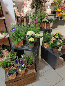 Blumen Edelweiß Leipzig Löwencenter
