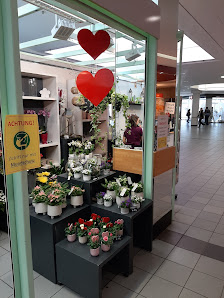 Blumen Edelweiß Leipzig Löwencenter